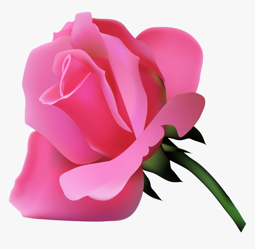 Garden Roses, HD Png Download