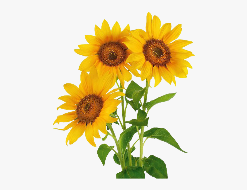 Stock Photography Common Sunflower Vase With Three - Three Sunflower, HD Png Download