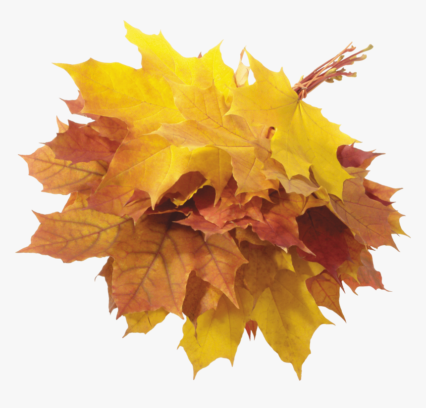Hojas De Otoño, HD Png Download