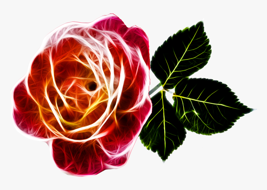 Rose Fiery Love Free Photo - Transparent Abstract Rose Png, Png Download