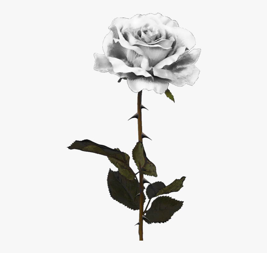White Rose Download Png Image - Black Rose Png, Transparent Png