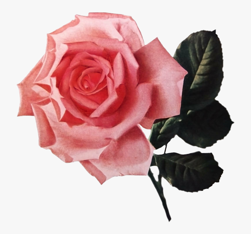 #roses #pink Rose #floral #rose Aesthetic #flowers - Floribunda, HD Png Download