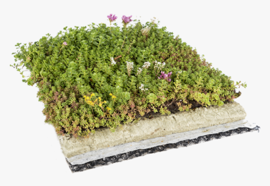 Cropped-favicon - Roof Garden Grass Png, Transparent Png