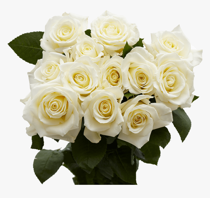 Imagens De Flores Magnificas, HD Png Download