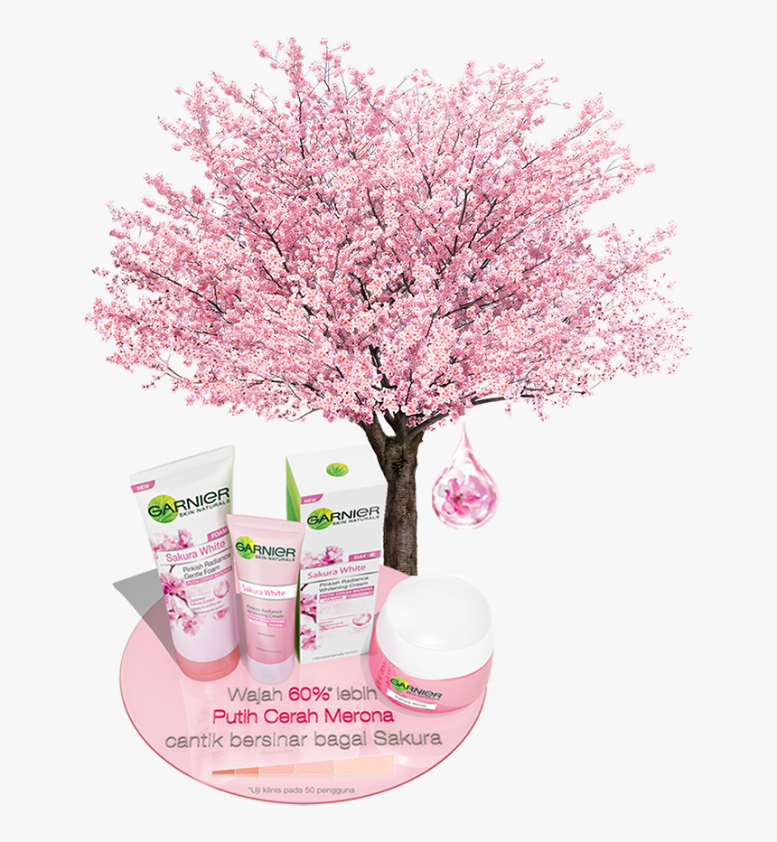 Cherry Blossom, HD Png Download