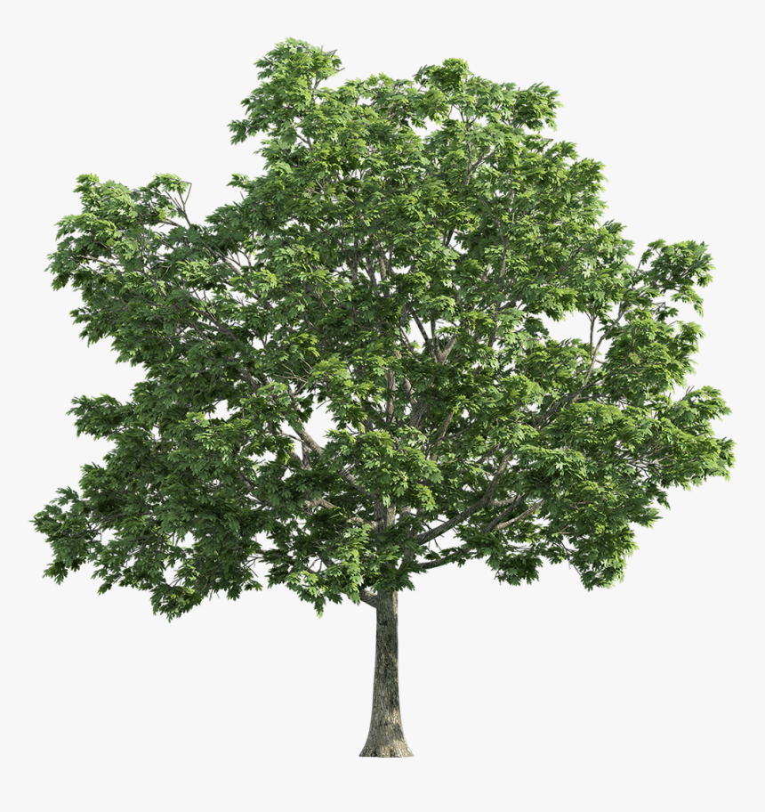Oak Tree Transparent Background, HD Png Download
