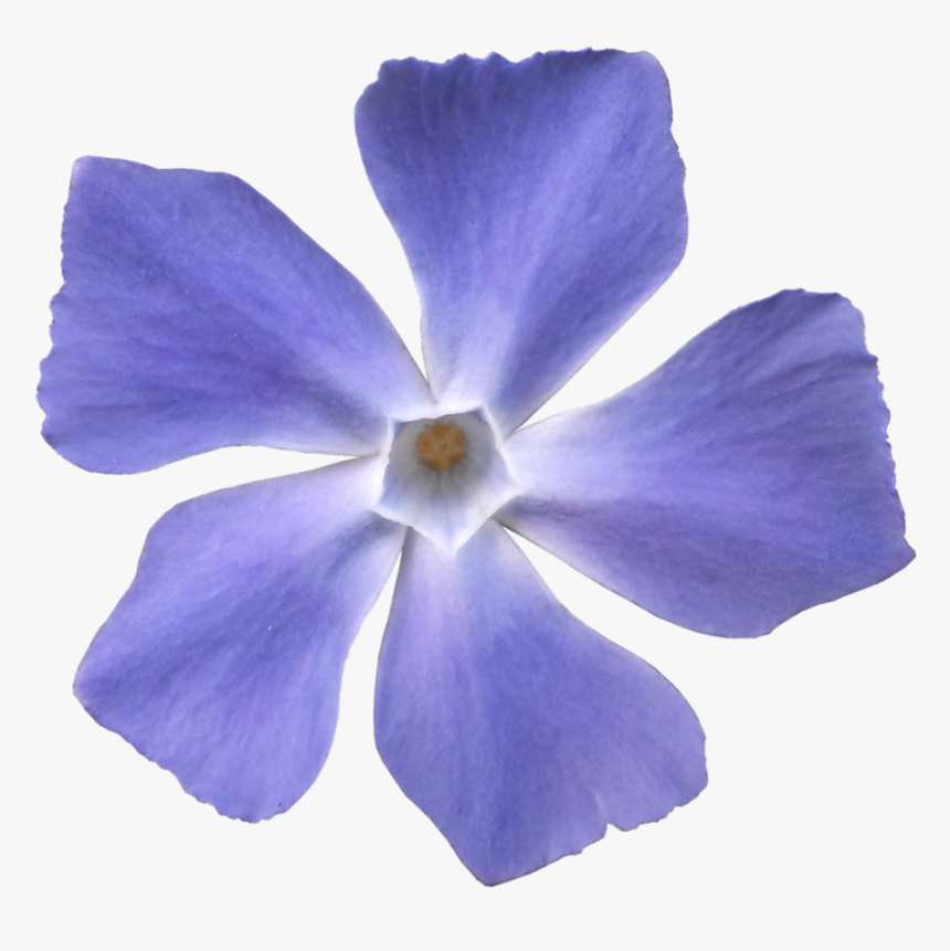 Blue Violet Flower Png Transparent Png Transparent Png Image Pngitem
