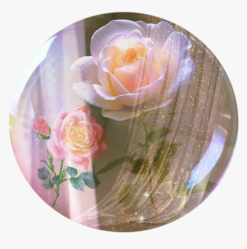 #aesthetic #vintage #burbujas #roses #rosa - Garden Roses, HD Png Download
