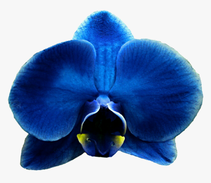 Royal Blue Flower Clipart Free Download Eletragesi - Orchids, HD Png Download