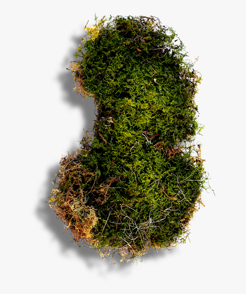 Moss, HD Png Download