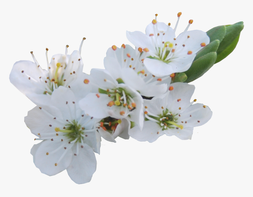 White Cherry Flower Png, Transparent Png