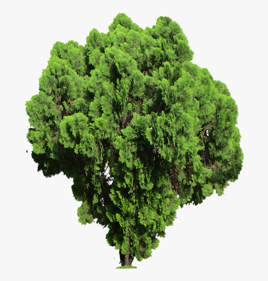 Lycopodiophyta Png Transparent, Png Download