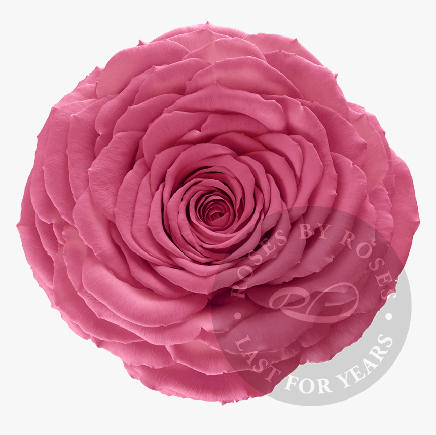 Preserved Pink Rose, Premium Long-lasting Xl Pink Roses - Rose, HD Png Download