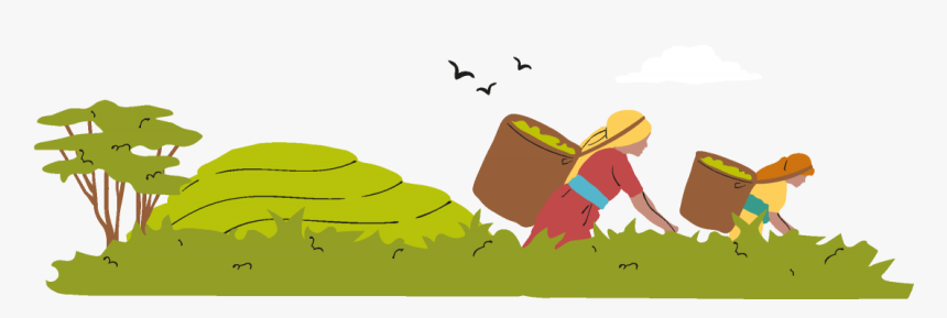 Fairtrade Illustration - Fair Trade Illustration, HD Png Download