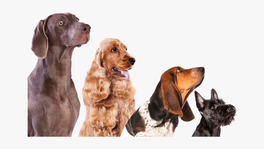 Clip Art Large Dogs List Of - Book Dogs Transparent Background, HD Png Download