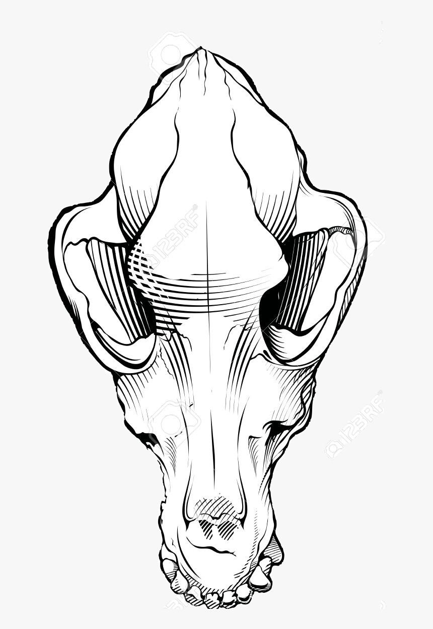 Dog Skull Black And White Free Dog Skull Clipart Black - Dog Skull Png, Transparent Png