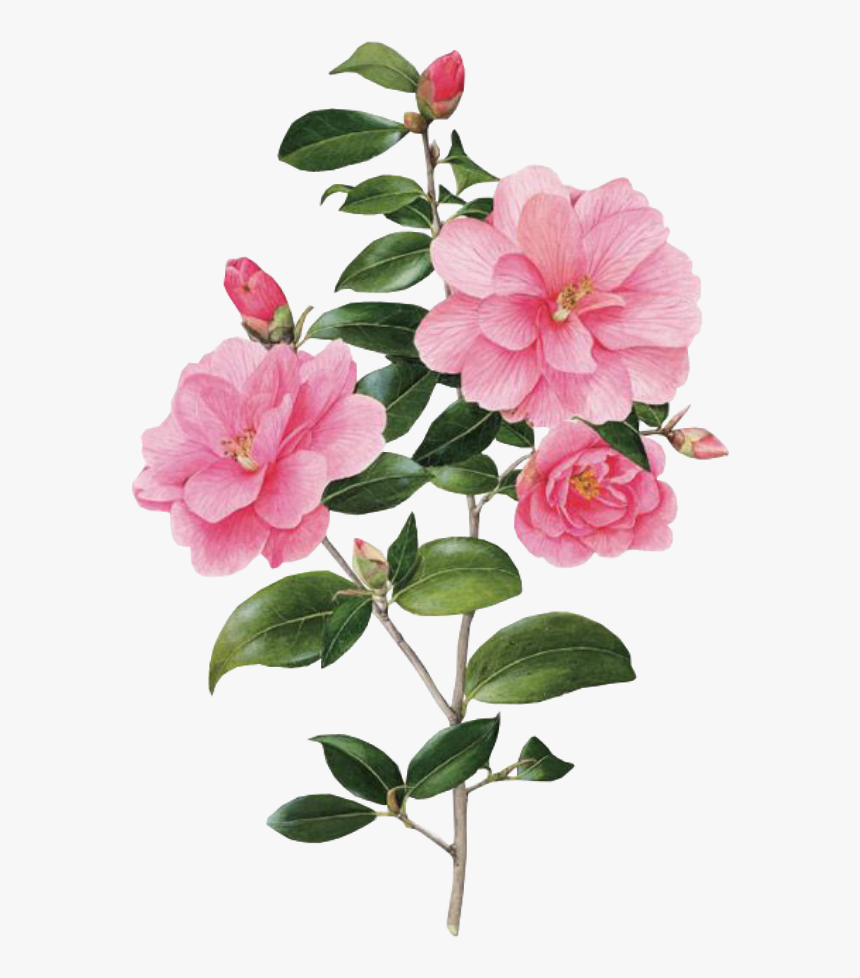 #flower #spring #overlay #edits #edit #pink #kpopedit - Botanical Art, HD Png Download