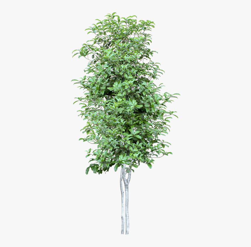 Citrus Limon Tree Png, Transparent Png