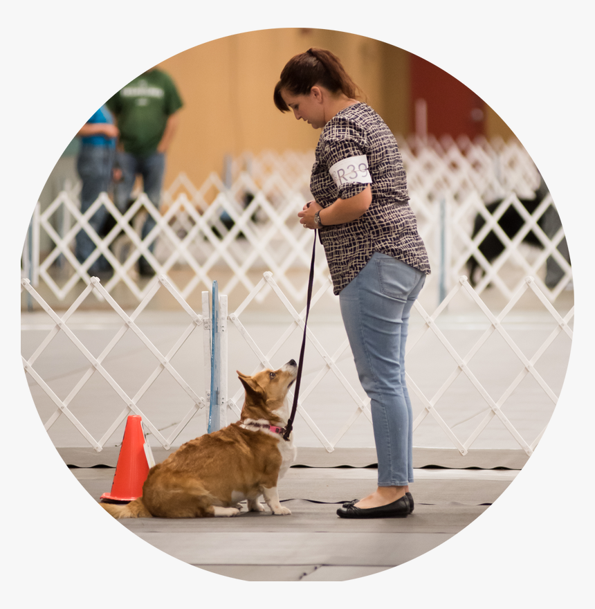 Picture - Dog Walking, HD Png Download