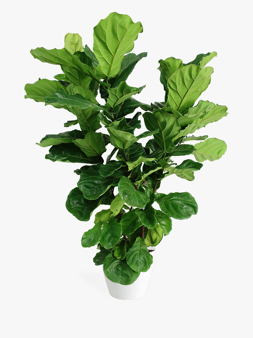 Transparent Bush Plant Png - Fiddle Leaf Fig Transparent, Png Download