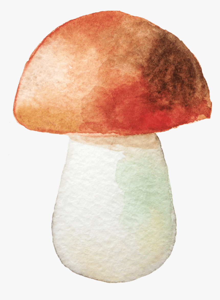 有机蔬菜蘑菇实物拍摄 - Mushroom Watercolor Png, Transparent Png