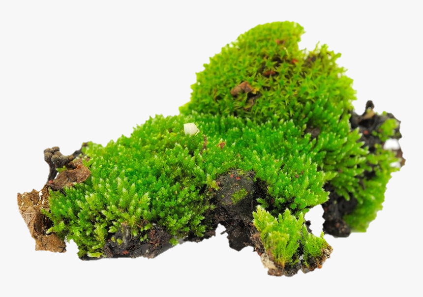 Sticker By Tania Bouzas - Grow Moss, HD Png Download