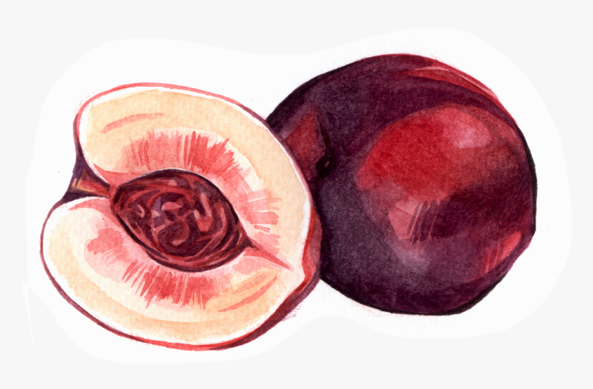 Prune, HD Png Download