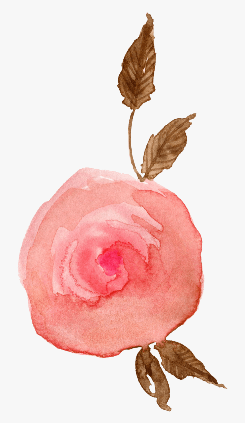中国风荷花水彩画 - Garden Roses, HD Png Download