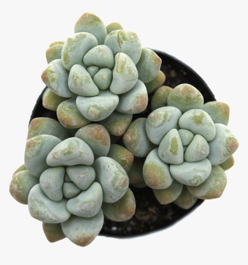 Sedum Treleasei, HD Png Download