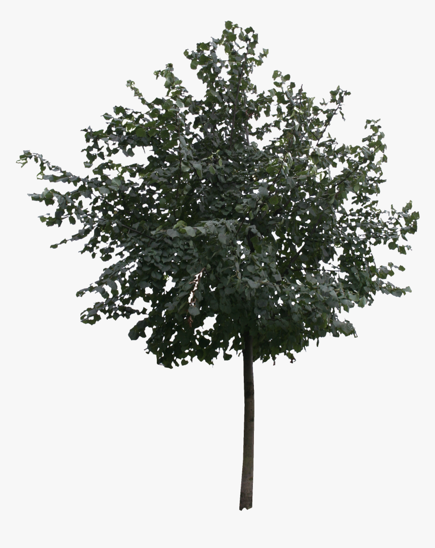 Tree Cutout Png, Transparent Png