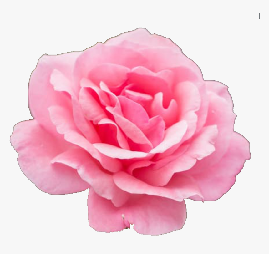 #flowerstickers #flower #flowers #pink #pinkflower - Cleveland, HD Png Download