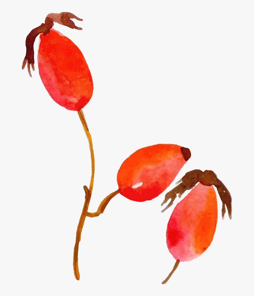 Illustration, HD Png Download