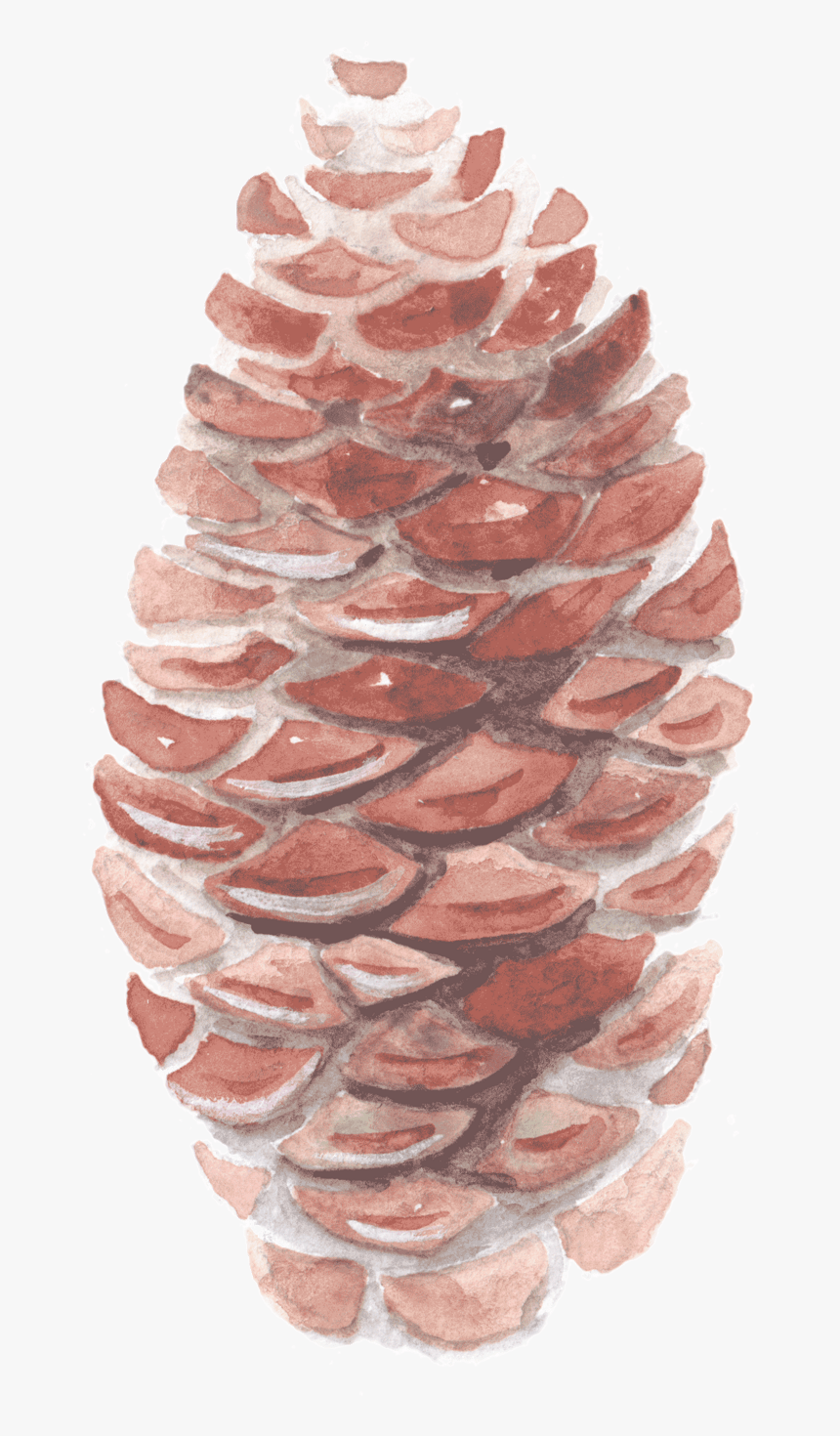 中国风荷花水彩画 - Pond Pine, HD Png Download