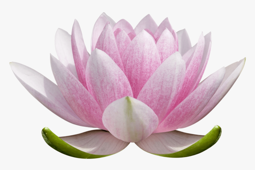 Transparent Lotus Flower Png, Png Download