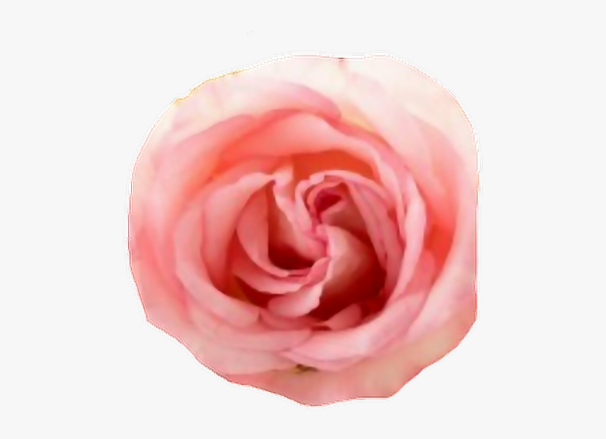 #pink #rose #flower #aesthetic #beautiful - Roses Witte Roos Transparante Achtergrond, HD Png Download