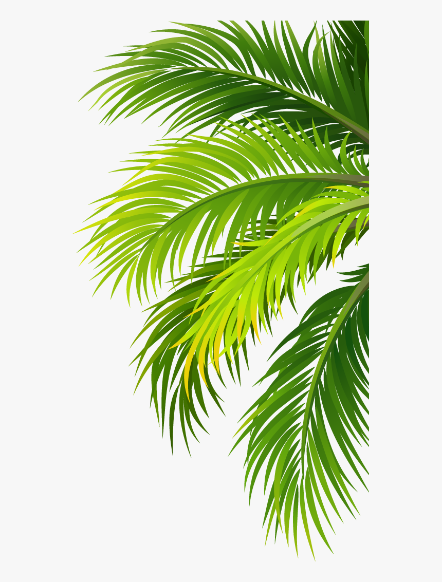 Coconut Water Air Filter Plant - Leaf Palm Tree Png, Transparent Png