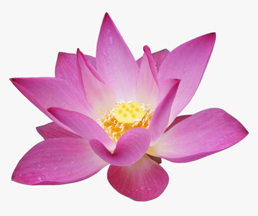 Lotus Flower Png - Цветок Лотоса Пнг, Transparent Png
