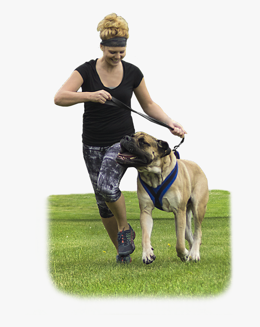 Companion Dog, HD Png Download