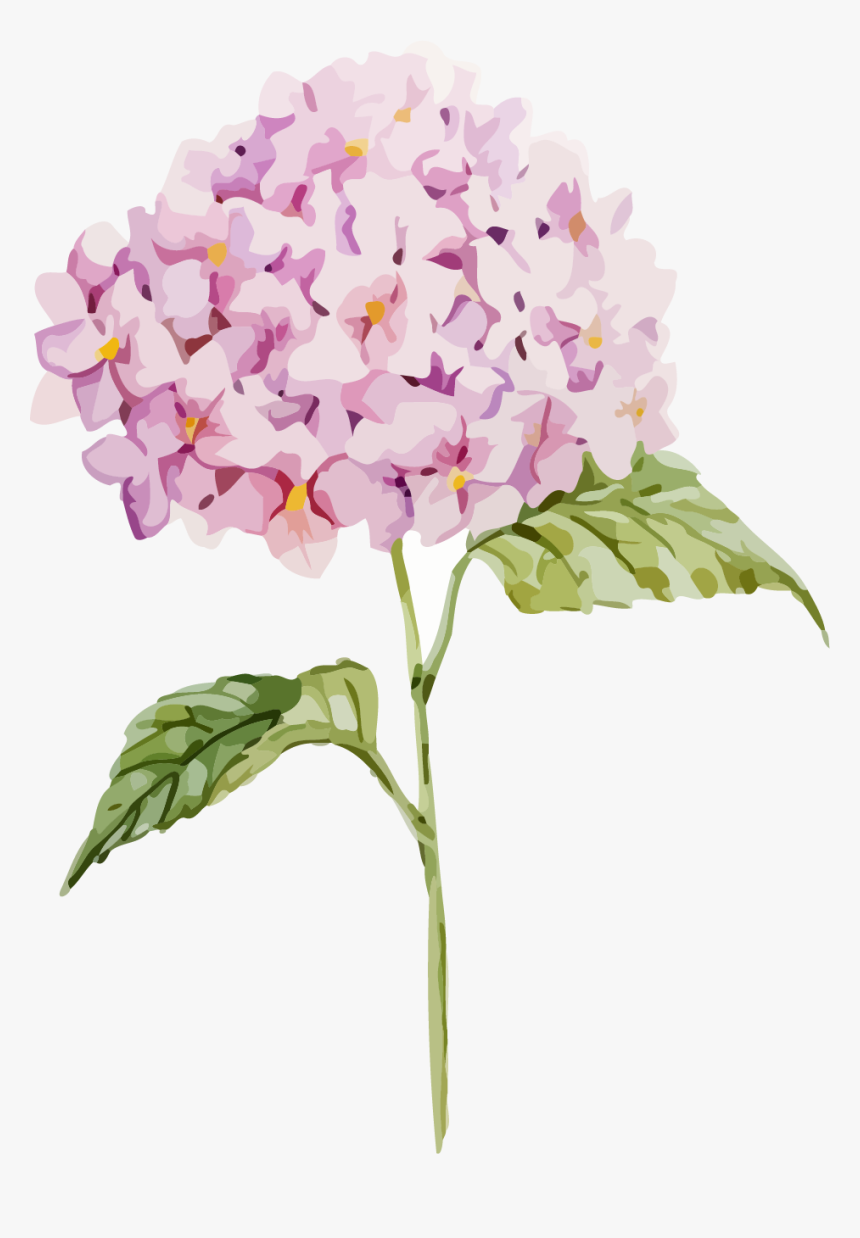 Transparent Hydrangea Clipart Free - Free Hydrangea Vector, HD Png Download