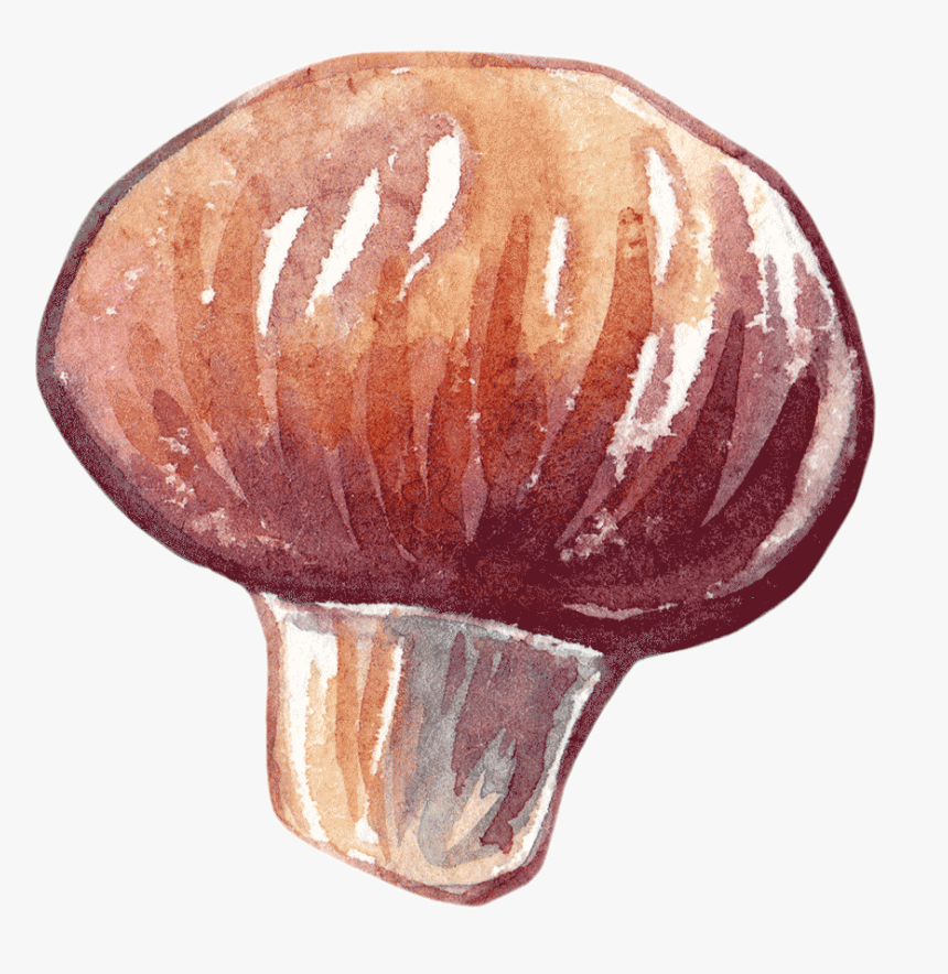 Invertebrate, HD Png Download