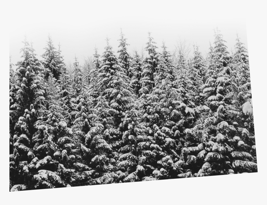 Shortleaf Black Spruce, HD Png Download