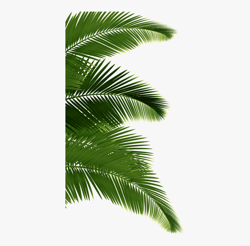 Palm Tree On The Left - Sabal Minor, HD Png Download