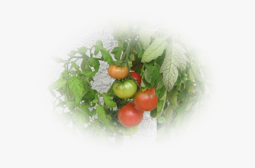 Mes Tubes Fruits Et Légumes - Plum Tomato, HD Png Download