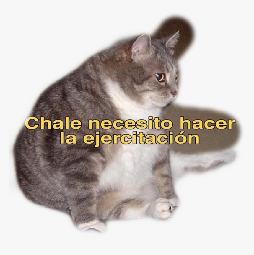 #fatcat - Hacer La Ejercitacion Meme, HD Png Download