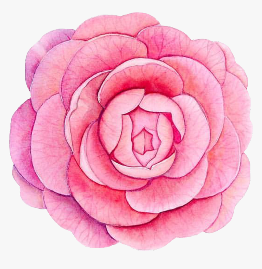 #piony #flower #flowerpower #pink #watercolor #watercolour - Japanese Camellia, HD Png Download