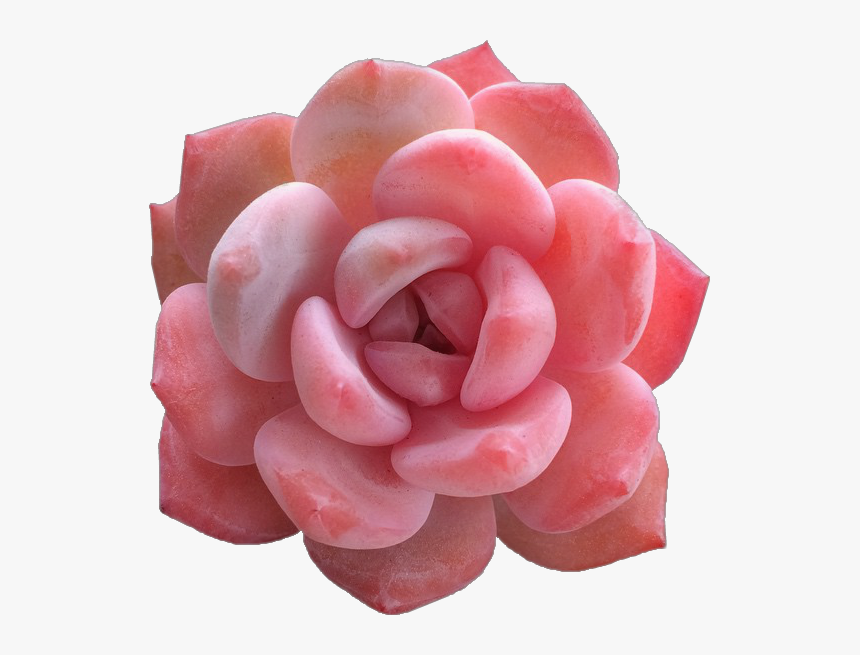 #roses #floral #tumblraesthetic #roseaesthetic #aesthetic - Types Of Pink Succulents, HD Png Download
