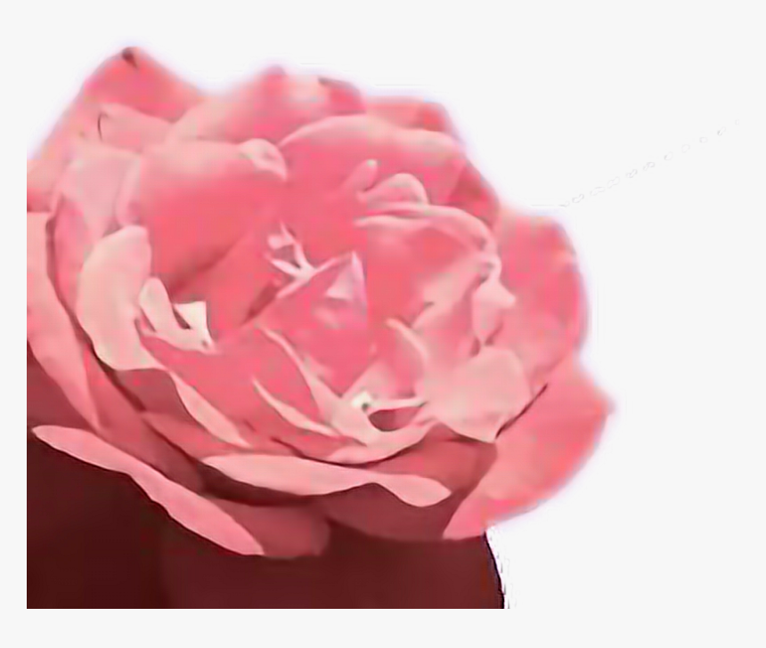 #aesthetic - Garden Roses, HD Png Download