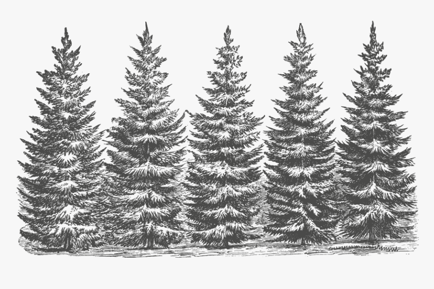 White Pine, HD Png Download
