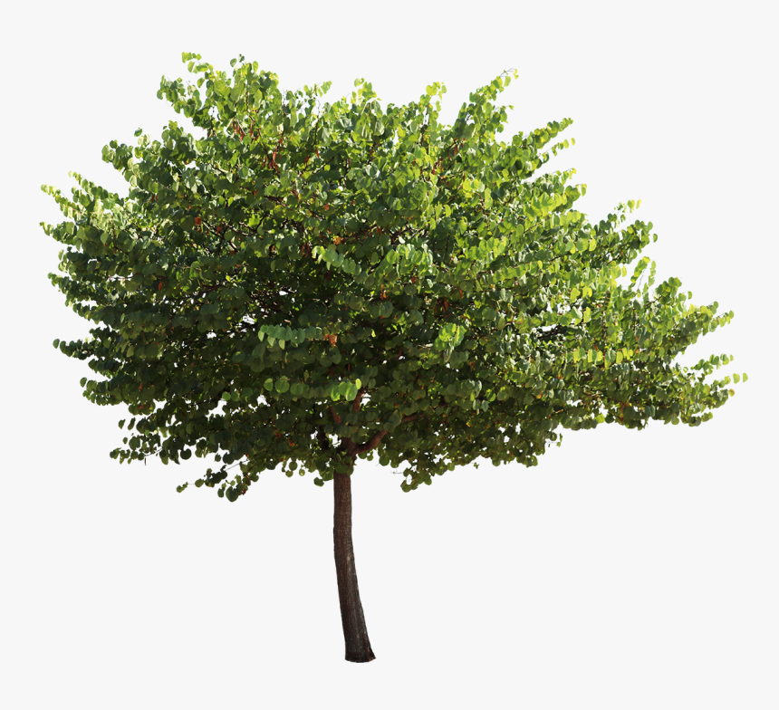 Cercis Siliquastrum Png, Transparent Png