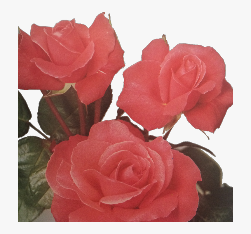 #roses #floral #tumblraesthetic #roseaesthetic #aesthetic - Garden Roses, HD Png Download